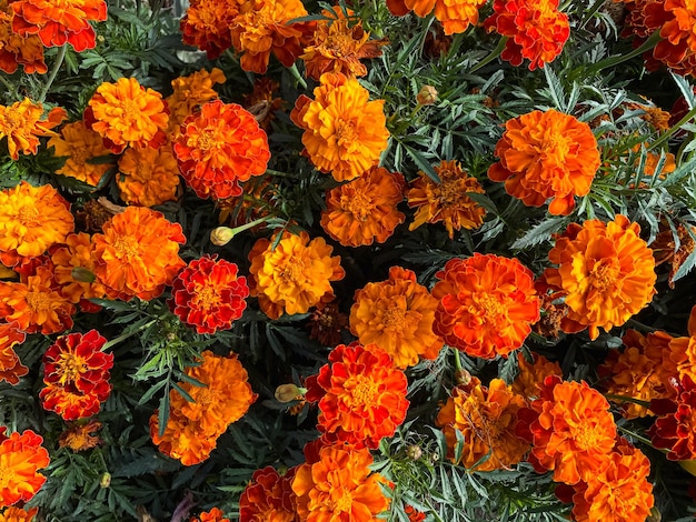 Calendule arancioni luminose in un letto di fiori. fiori autunnali.