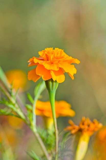 Calendule arancioni sull'aiuola Fiori estivi in giardino