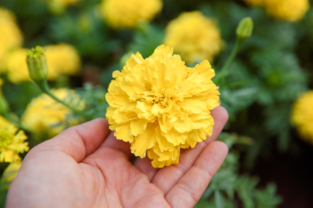 Calendule, fiore giallo, calendule, calendule arancioni, fiori.