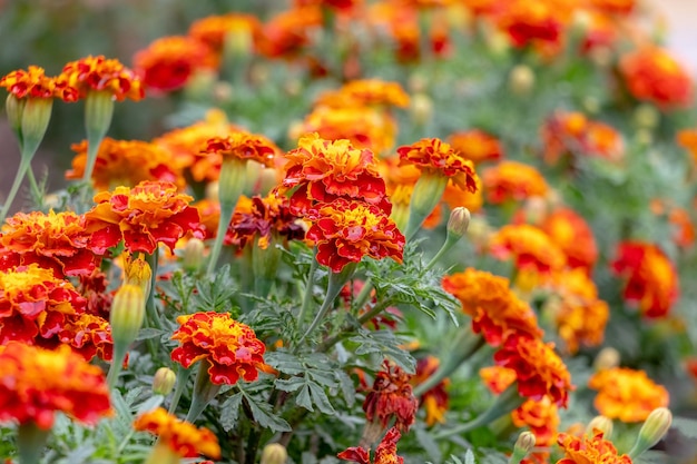 Calendule luminose sull'aiuola Calendule in fiore