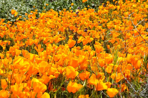California Golden Poppy e Goldfields in fiore nel Walker Canyon, Lake Elsinore, CA. STATI UNITI D'AMERICA.