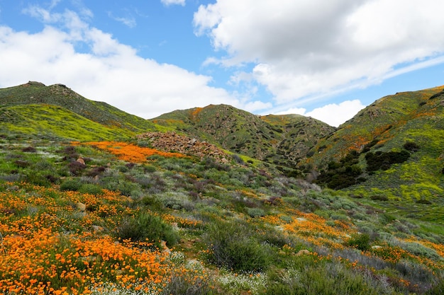 California Golden Poppy e Goldfields in fiore nel Walker Canyon, Lake Elsinore, CA.