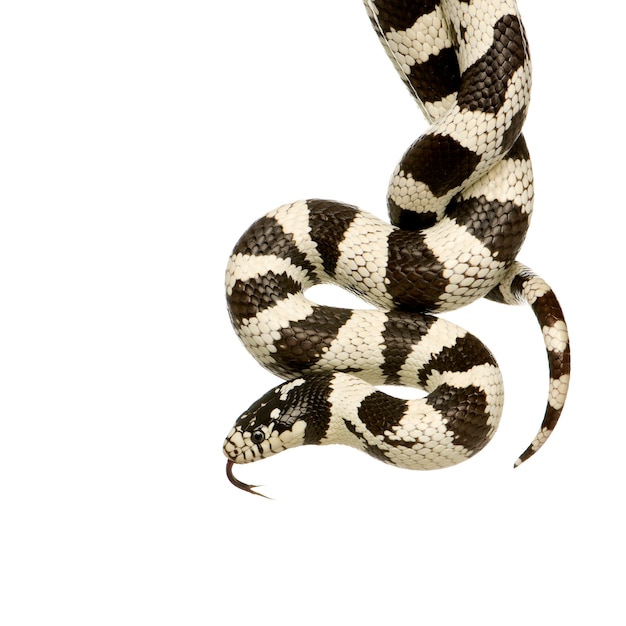 California Kingsnake - Lampropeltis getulus californiae di fronte su un bianco isolato