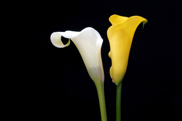 Calla gialla, isolata su fondo nero