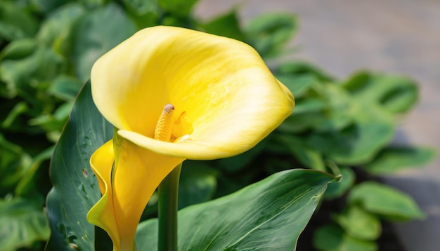 Calla in fiore sullo sfondo verde naturale con spazio di copia