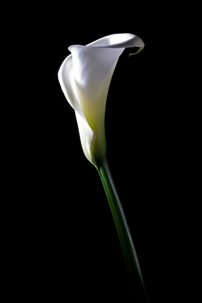 Calla isolata sul nero