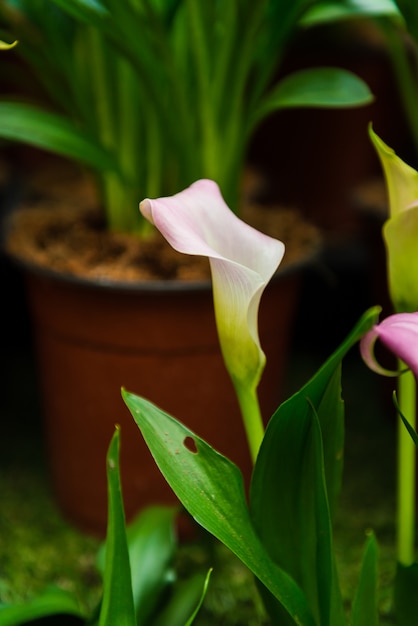 Calla Lily Flower