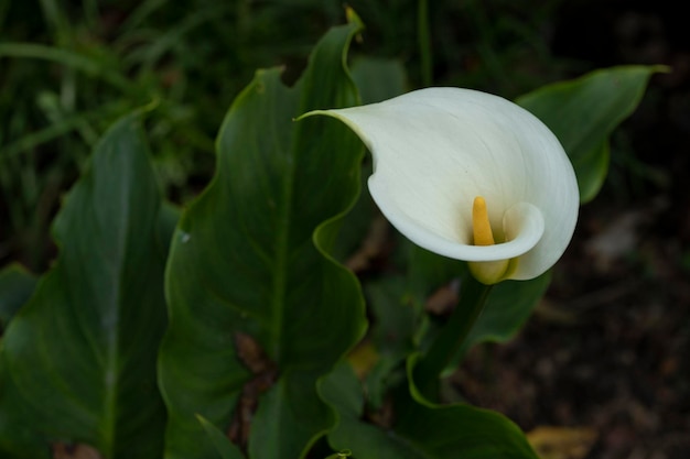 Calla Lily o gannet fiore nel campo con spazio per il testo