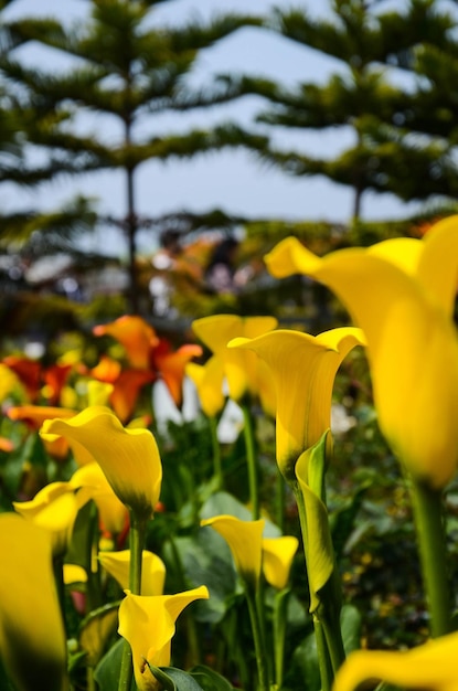 Calla Lily Zantedeschia aethiopica