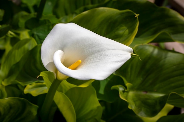 Calla Palustris Kala Cala Gala Fiore Bianco