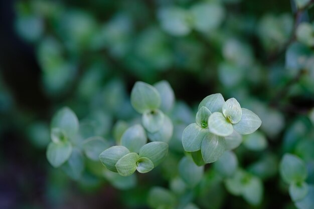 Callisia repens o conosciuta come vite di tartaruga ebrea boliviana strisciante e pianta di kribo