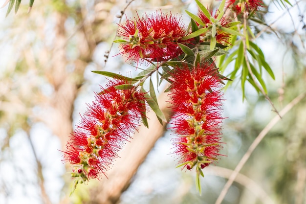 Callistemon duro primo piano pianta esotica