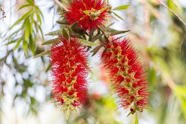 Callistemon duro primo piano pianta esotica