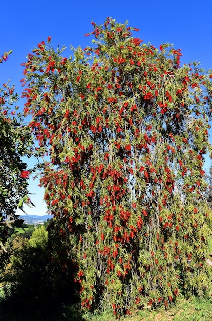 Callistemon viminalis Captain Cook cresciuto in un parco