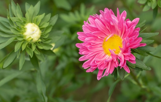 Callistephus fiore rosa nel giardino Fiore d'autunno