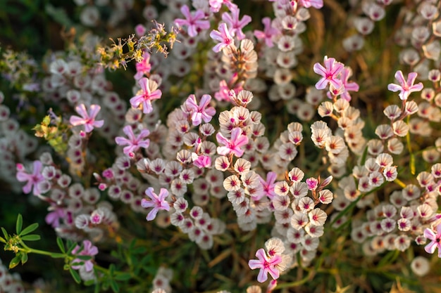 Calluna vulgaris o Ling come sfondo floreale fiori rosa nel prato