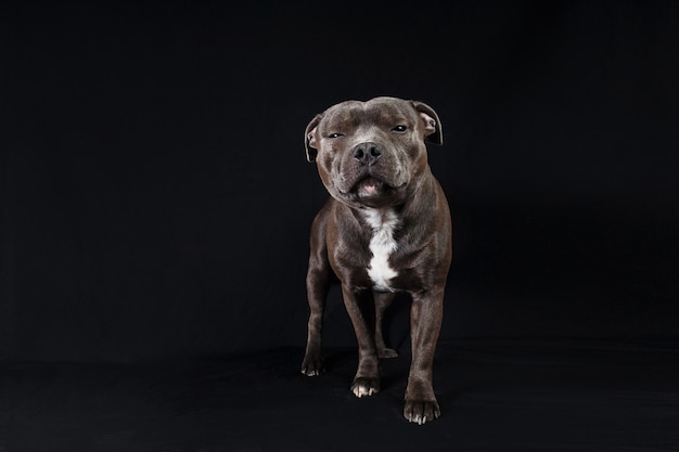 Calmo American Staffordshire Terrier in piedi in studio su sfondo nero guardando la telecamera