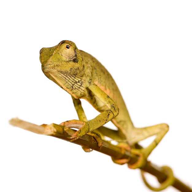 Camaleonte Chamaeleo gracilis o dilepis di fronte su un bianco isolato