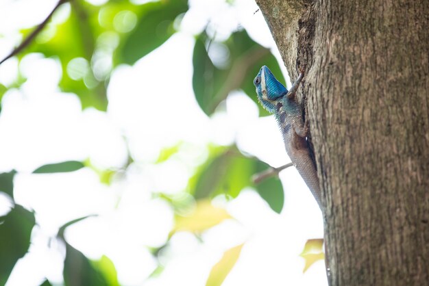 Camaleonte, lucertola, specie di camaleonte nella foresta tropicale