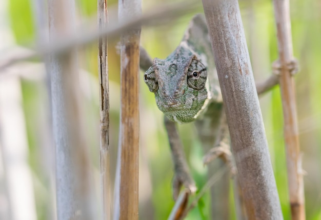 Camaleonte mediterraneo, camaleonte Chamaeleo disteso su bastoncini di bambù, tenendo d'occhio.