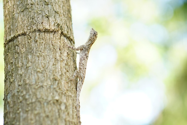 camaleonte su un albero camaleonte volante