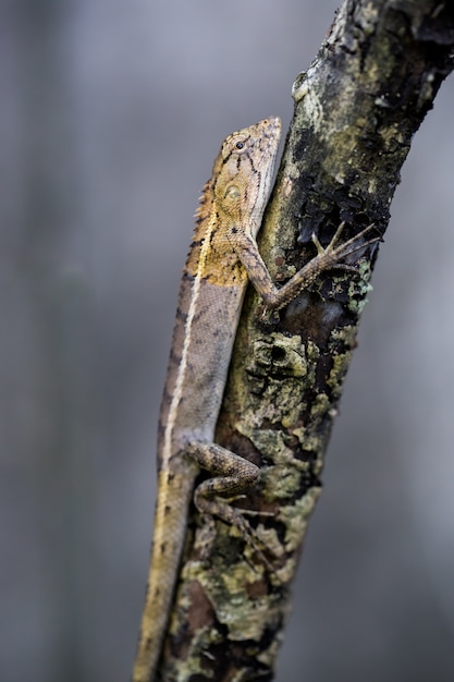 Camaleonte sull&#39;albero