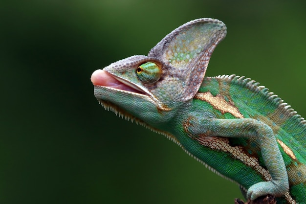 Camaleonte velato per catturare una libellula