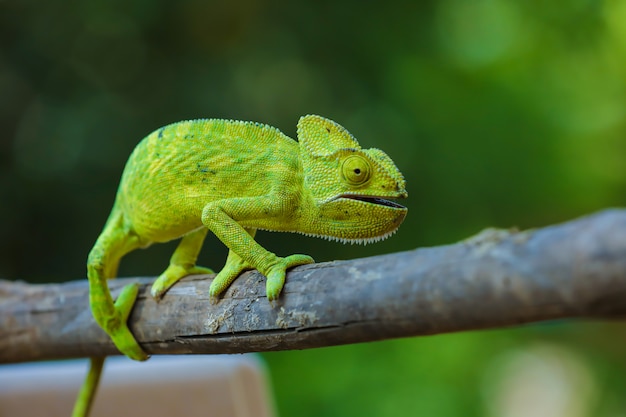 Camaleonte verde india