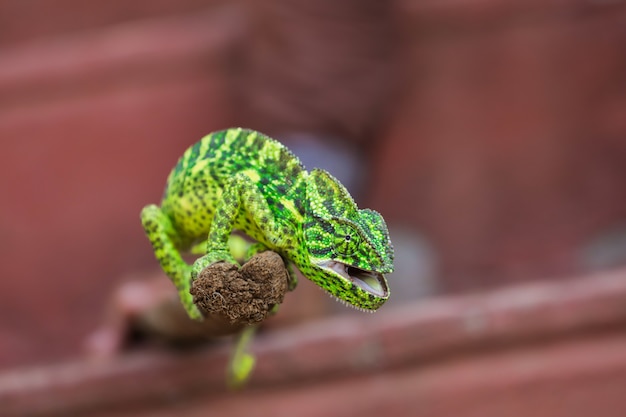 Camaleonte verde india