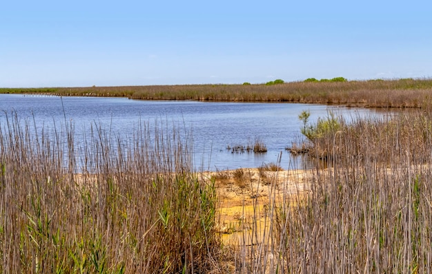 Camargue in Francia