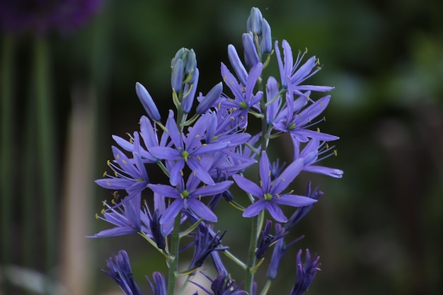 camassia