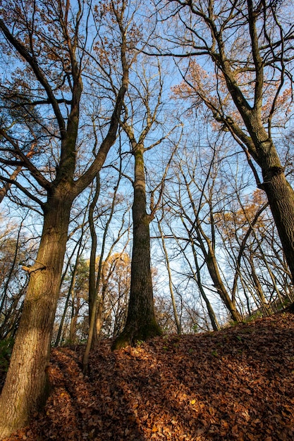 Cambiamenti nella natura durante la stagione autunnale