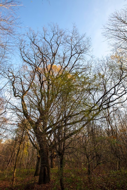 Cambiamenti nella natura durante la stagione autunnale