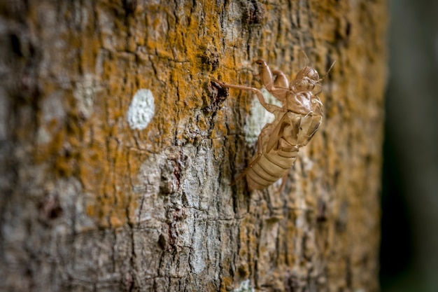 Cambiamento del corpo della cicala degli insetti