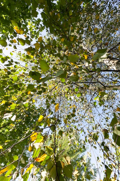 Cambiare colore sul fogliame di betulla gialla contro il cielo blu, close-up in autunno``