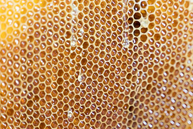 Came di miele fresco