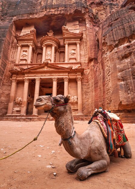 Camel in appoggio davanti al tempio principale (Al-Khazneh - Tesoro) a Petra, Giordania. Gli animali sono usati per cavalcare i turisti