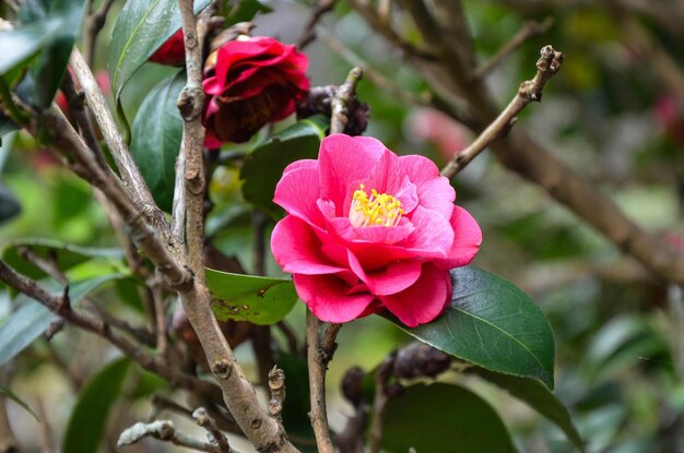 Camelia japonica in giardino