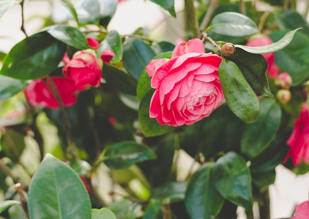 Camelia rossa con sfondo sfocato.