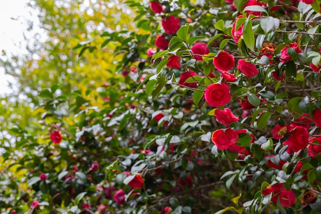Camellia giapponese Camellia japonica nella soleggiata giornata primaverile nell'Arboretum Park Culture del sud a Sirius Adler