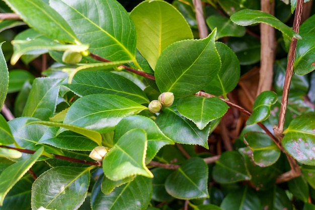 Camellia japonica boccioli di fiori verdi con foglie sempreverdi lussureggianti succulente da vicino