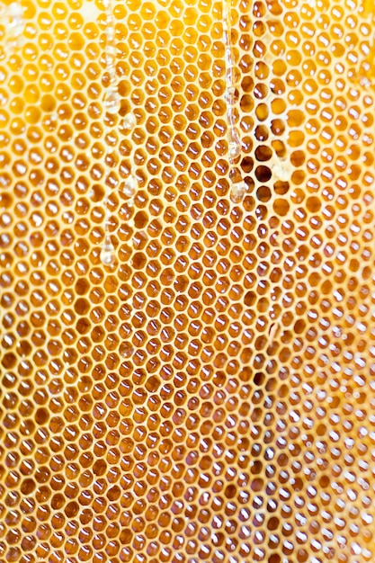 Camici di miele fresco
