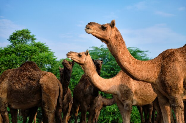 Cammelli a Pushkar Mela Pushkar Camel Fair, India