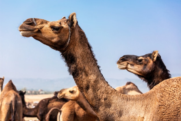 Cammelli alla fiera Pushkar Mela Camel in Rajasthan