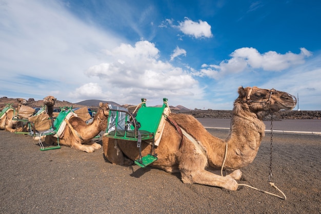 Cammelli che riposano nel paesaggio vulcanico nel parco nazionale di Timanfaya, Lanzarote, isole Canarie, Spagna.