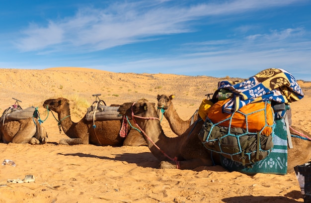 Cammelli con un carico nel deserto