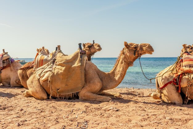 Cammelli in appoggio sulla spiaggia egiziana Camelus dromedarius Estate all'aperto