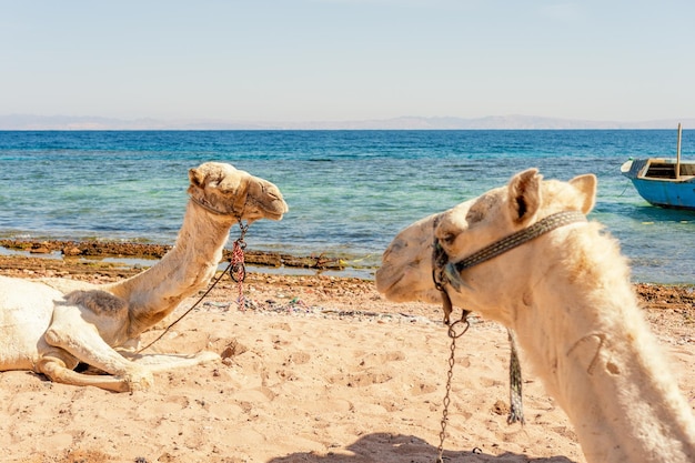 Cammelli in appoggio sulla spiaggia egiziana Camelus dromedarius Estate all'aperto