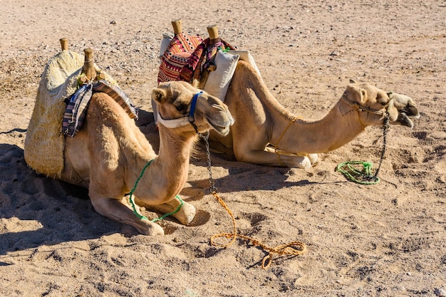 Cammelli nel deserto arabo non lontano dalla città di Hurghada in Egitto