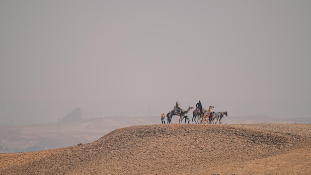 Cammelli nel deserto del Cairo